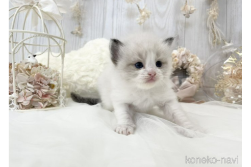 成約済の大阪府のラグドール-48165の11枚目